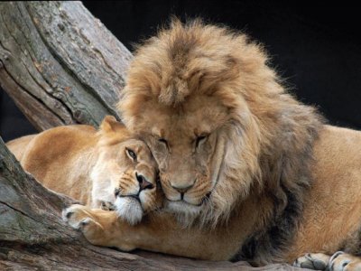 leones