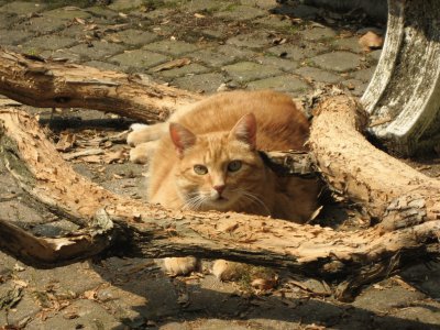 CAT: NOCCIOLINO