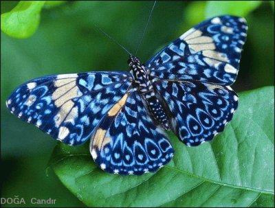 borboleta