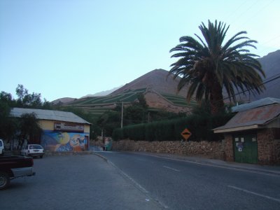 Palmera