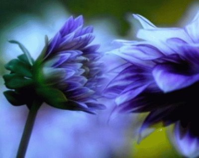 Kissing Purple Flowers-Art