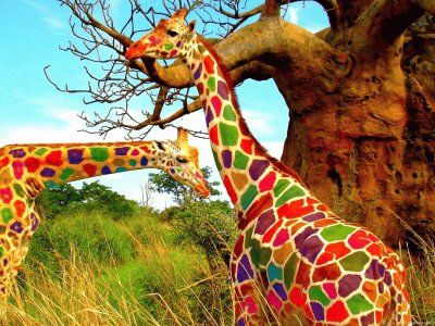 Colorful Giraffes