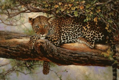 leopardo agazapado