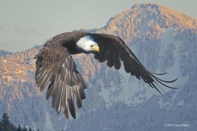 aguila majestuosa