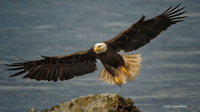 aguila aterrizando