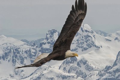 aguila en los andes