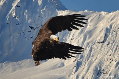 aguila por posar