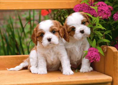 Puppies