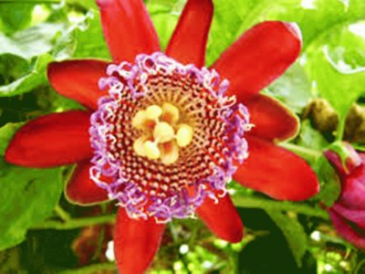 Flor de Maracuja