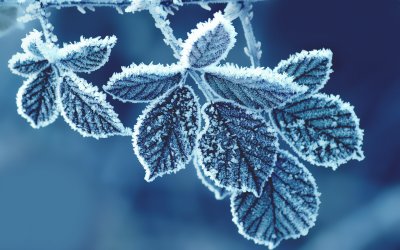 Frozen Leaves