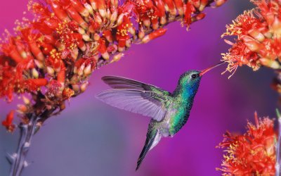 Hummingbird