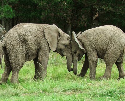 Knysna Ellies