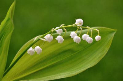 Lily of the Valley