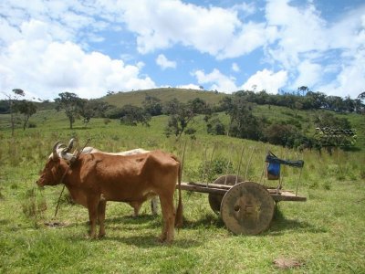 carro de boi