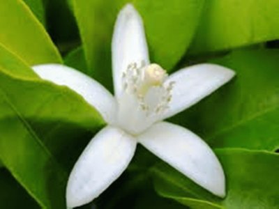 Flor de Laranjeira