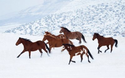 Cavalos na neve