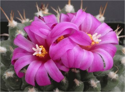 Cactus flower