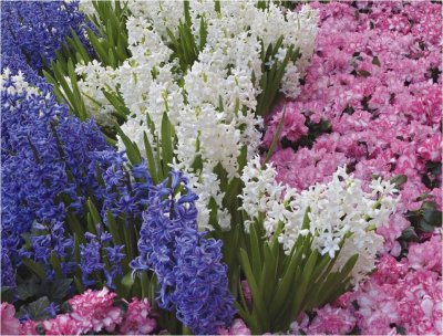 Hyacinths