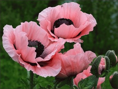 Poppies