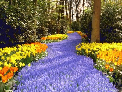 Lilac Pathway of Splendor