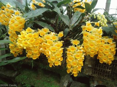 orquidea