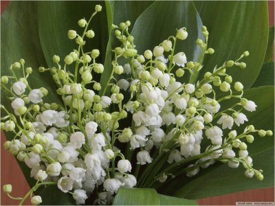 Lilly of the Valley