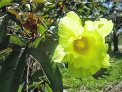 Flor do Algodoeiro