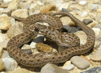 Colubro di riccioli