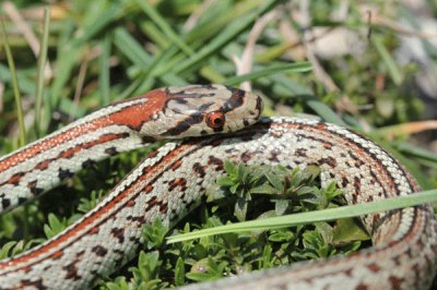 Colubro leopardino