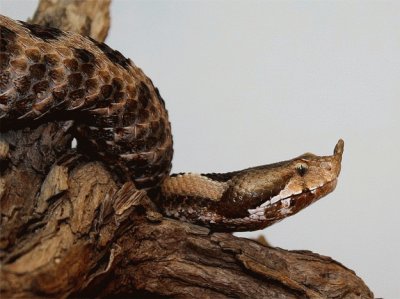 Vipera del corno