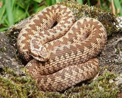 Vipera comune