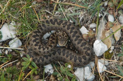 Vipera dell ' Orsini