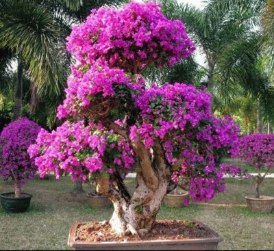 Bonsai de flores Rosa