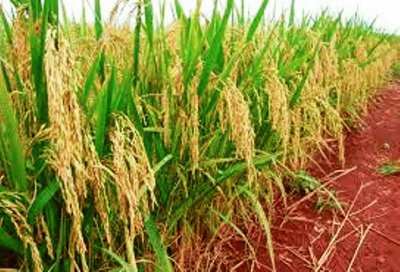 Plantação de Arroz