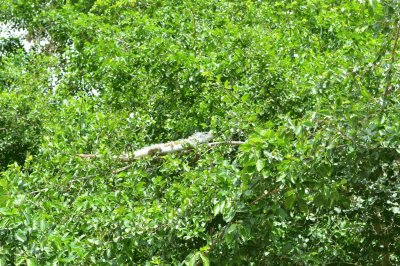 Iguana sobre Ãrvore