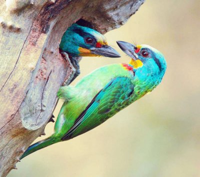 pÃ¡jaros de colores