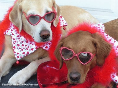 Valentine Dogs at the Beach