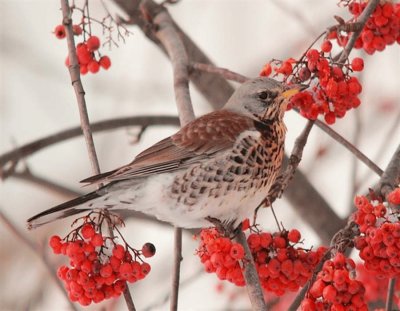 pÃ¡jaro en la nieves