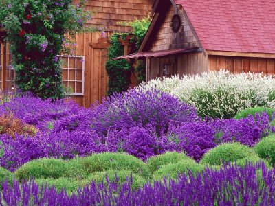 Barn and Lavender