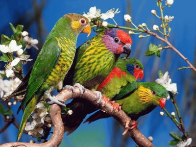 Coloured Parrots