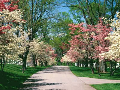 Dogwood Trees Kentucky  US