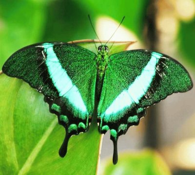 Mariposa 1