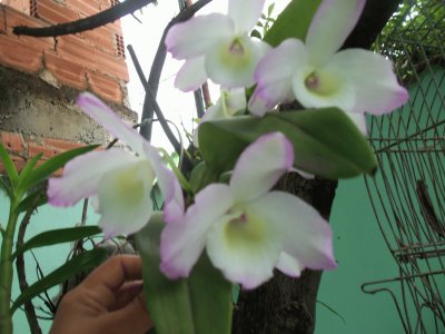 OrquÃ­dea