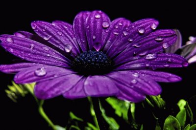 Purple Daisy