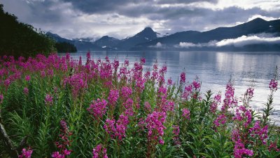 Kenai Fjords Alaska