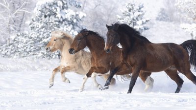 Running in the Snow