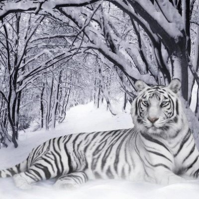 tigre blanc