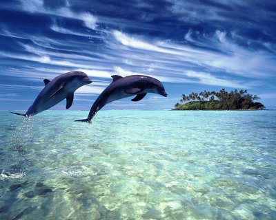 dauphins