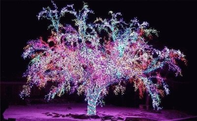 arbre de lumiÃ¨re