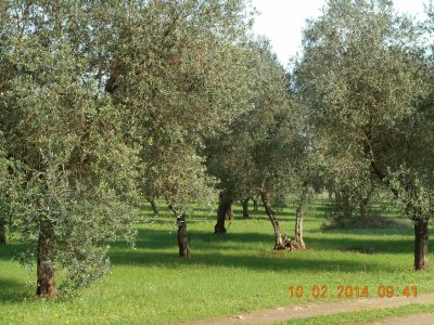 oliveto